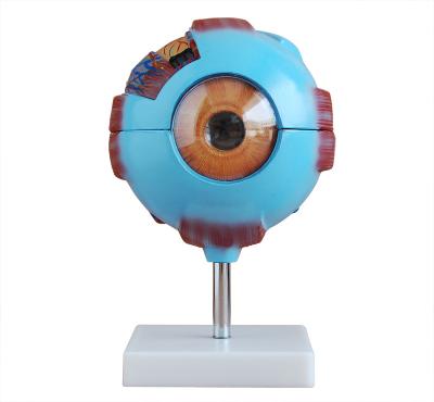 China School Model Human Medical Anatomy Teaching Eye Model , Eyeball Model for sale