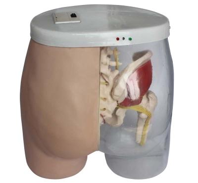 China Simulator and Comparison Medical Hip Training Intramuscular Injection Medical School Hip Model for sale