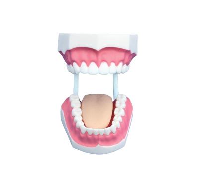 China Small medical school dental teeth care model with 32 teeth, teeth model for oral cavity cleaning and protection for sale