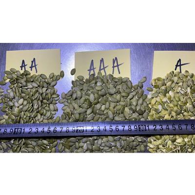 China Inner Mongolia China Pumpkin Seed Dry Kernel AA for sale