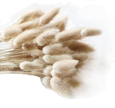 China Festival Decoration Natural Fluffy Tailai Pampas Grass Decor with Bunny Tails Dry Pampas for Flower Arrangements Pampas Grass Bouquet for sale