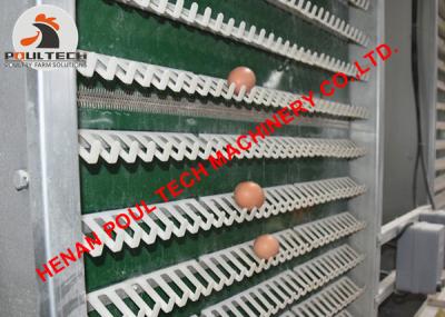 China Philippines Poultry Farming 4 Tiers A Type Battery Layer Chicken Cage & Battery Laying Hen Cage with 160 Bird for Farmer for sale