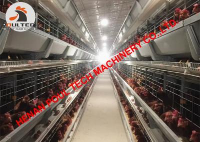 China Estonia Poultry Farming Full Automatic Egg Chicken Cage & Layer Cage with Automatic Feeding Machine 50,000 Birds for sale