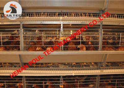 China Azerbaijan Poultry Farming Full Automatic H Type Chicken Cage & Layer Cage with 50,000 Birds with Egg Collection Machine for sale