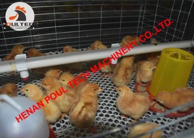 China Poultry Farm A Type Battery Baby Chicken Cage Coop & Battery Pullet Cage for Brooding Room with Automatic Feeding System for sale