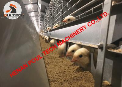 China Russia Poultry Farm Equipment  Full Automatic H Type Chicken Cage & Day Old Chick Cage & Pullet Cage with 50,000 Birds for sale