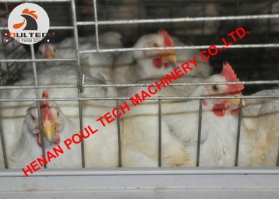 China Poultry Farm Hot Galvanized Chicken Cage &  A Type Broiler Chicken Cage with Feeding & Drinking System for Chicken House for sale