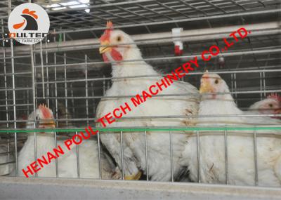 China Poultry Farm Hot Galvanized Chicken Cage & Broiler Chicken Cage with Automatic Feed&Drinker System for Chicken House for sale