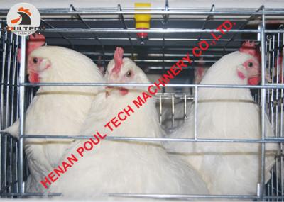 China Battery Chicken Cage/Coop & Layer Breeder Chicken Cage for Poultry Farming Natural insemination for sale