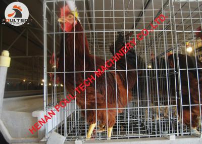 China Natural insemination A type female chicken & male chicken cage in poultry house for selling for sale