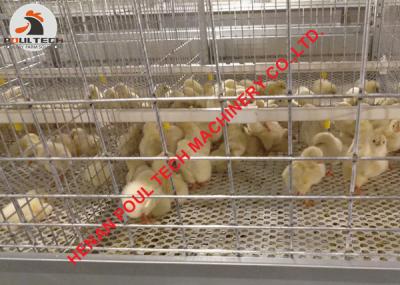 China Cyprus Poultry Farm H Type Day-old Chicks Cage & Chicks Cage with Automatic Manure Removal Machine for sale