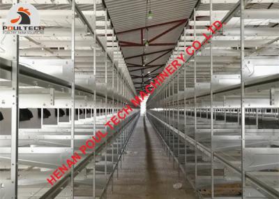 China Qatar Poultry Farm Automatic H Type Chicken Cage & Small Layer Cage with Automatic Manure Removal Machine for sale