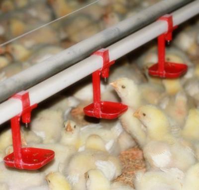 China Latvia Poultry Farm Chicken Plastic Slatted Floor System & Chicken Deep Litter System in Broiler Chicken House for sale