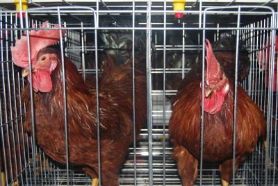 China Sale Poultry Farm Battery Breeder Chicken & Male Female Chicken Cage with Automatic Feeding Machine for sale