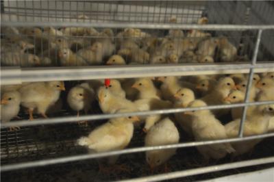 China Philippines Poultry Farm - Hot Galvanized Cage & Battery Baby Chicken Cage & Small Layer Chicks Coop for Shed for sale