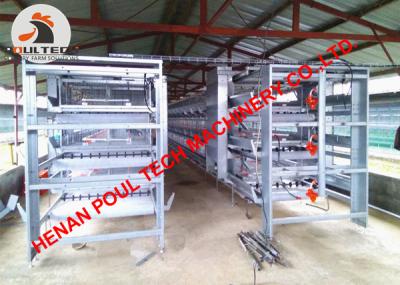 China Vietnam Poultry Farming H Frame Battery Broiler Chicken Cage with Automatic Manure Clean Machine 50000 birds/house for sale