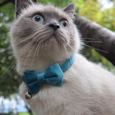 China Fashion New Cat Collar Velvet Collar Dog Stocked Clasp Buckles Adjustable Luxury Pet Bow Tie Collar for sale