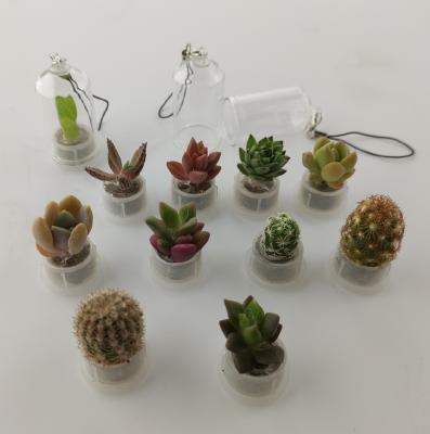 China Cell Phone New Succulent Plant Gift Living Plant Key Chain for sale