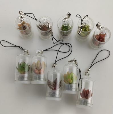 China 2020 Cute Live Baby Succulent Tree Plant Gift Key Chain for sale