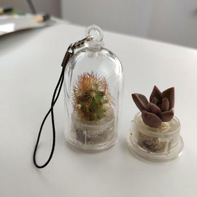 China Creative Real Mini Pet Gift Plant Promotional Cactus Key Chain for sale