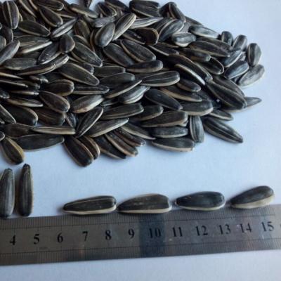 China Biggest Dry Size Dried Sunflower Seed Type 361 for sale