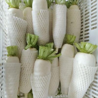 중국 China supplying to world new season fresh white radish 판매용