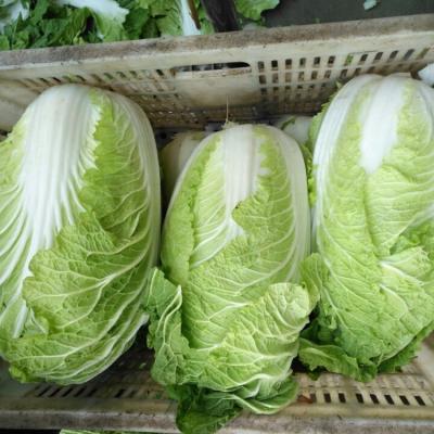 China 2020 Best quality fresh Cheap price Chinese cabbage en venta