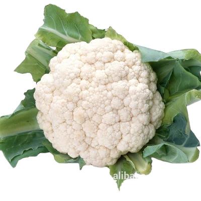 China Fresh vegetable cauliflower and frozen cauliflower fresh cauliflower for sale