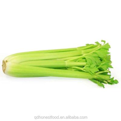 China Now Available On Discount Sale for Exportation Fresh Green Celery en venta