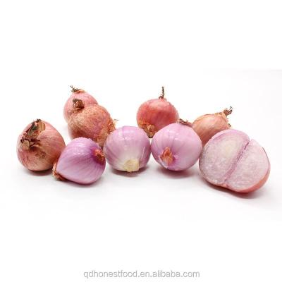 China China High Quality and Best Price Fresh Onion Fresh Shallot à venda