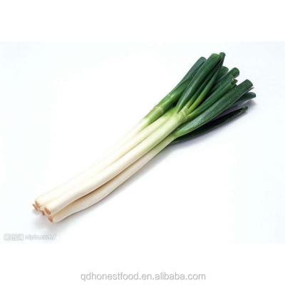 China 2021 Hot Sale green Chinese onion fresh welsh onion en venta