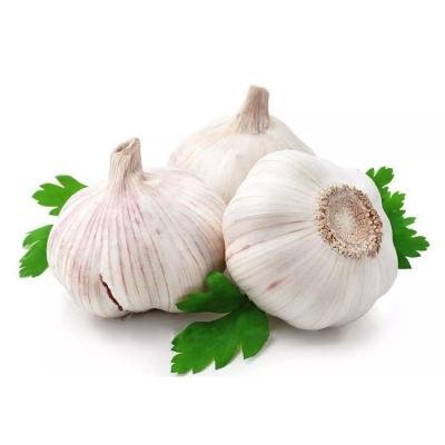 China New crop Delicious Fresh white Natural bulk garlic for sale from China en venta