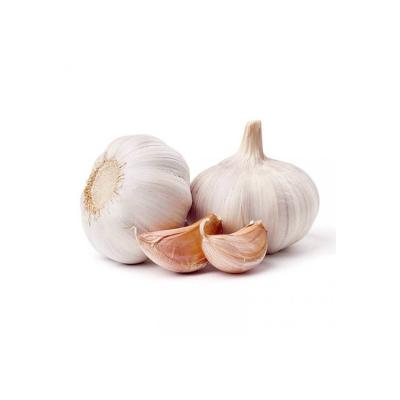 Cina Chinese Low Price Hot Sale Wholesale High Pure Normal White Fresh Natural Garlic in vendita