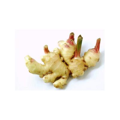 China Premium Quality Fresh Organic Ginger With Competitive Price from China for sale