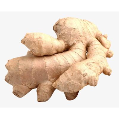 Chine 2020 New crop wholesale organic fresh ginger for export from professional factory à vendre