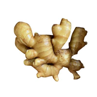 Chine China supply new crop white and light yellow high quality fresh ginger à vendre