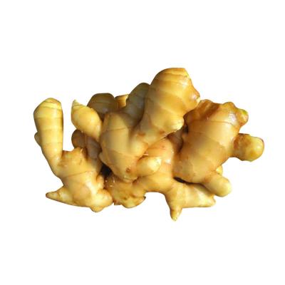 China Wholesale assurance high quality naturally planted market price ginger en venta