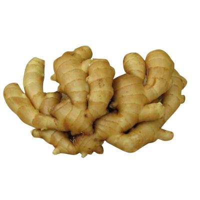 중국 Wholesale Naturally planted high quality Fresh organic ginger Low price and good taste 판매용