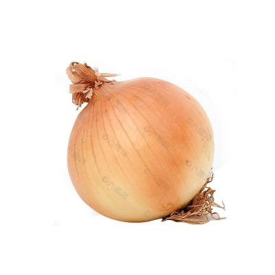 Κίνα High Quality Round fresh red/yellow/white onions at Export Price προς πώληση