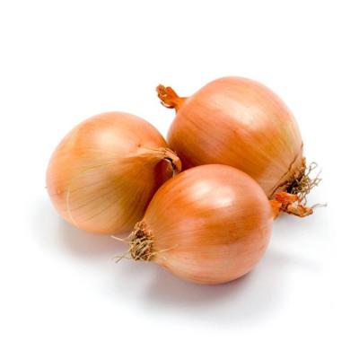 Cina Good Quality fresh shiny red/yellow/white onion in bulk from china at Wholesale Price in vendita