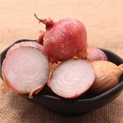 China High quality and low price hot selling fresh healthy onion yellow shallot zu verkaufen