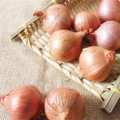 Chine China High Quality and Best Price fresh shallots Export Quality Wholesale à vendre