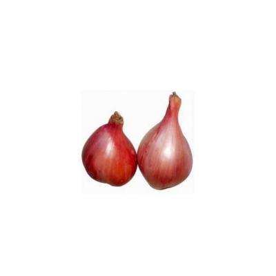 China Hot sell big wholesale fresh Pure natural shallot in bulk exporters in china Te koop