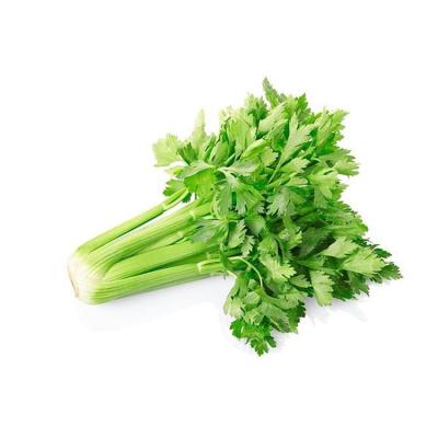 China China supply for sale high quality fresh delicious green celery vegetables for sale