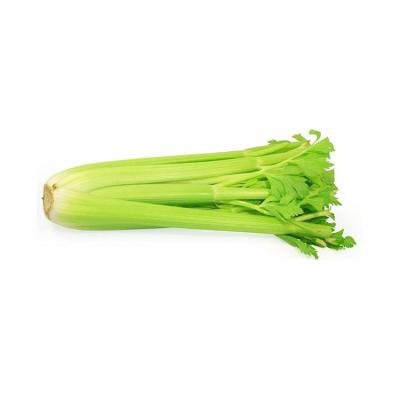 China Organic green vegetables wholesale fresh healthy green celery for sale