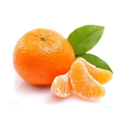 中国 Crop 2020 Nanfeng Fresh sweet natural Chinese Mandarin Oranges seedless 販売のため