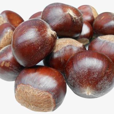 China Chinese New Crop fresh dandong chestnut factory best price good quality for sale