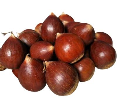 China Chinese New Crop fresh dandong chestnut factory price Taian chestnut wholesale fresh chestnut for sale