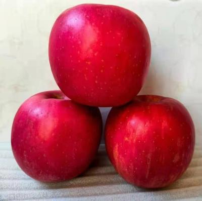 China Fresh Red Fuji Apple for sale from China with high quality and low price Te koop