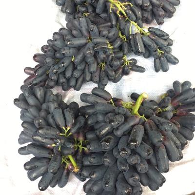 China New crop sapphire grapes Export superior seedless fruits grapes fresh red globe seedless grapes Te koop